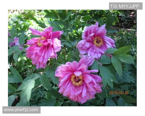 赛后分析：北京排球队与南京排球队的比赛节奏与战术对比探讨